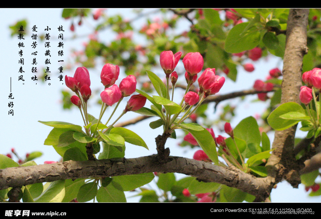 海棠花苞