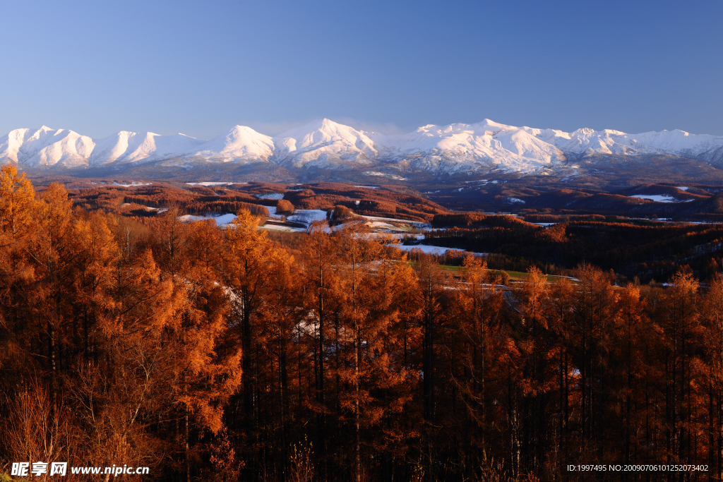 雪山枫林