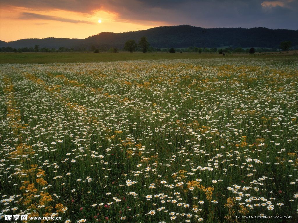 自然风景 夕阳 花园