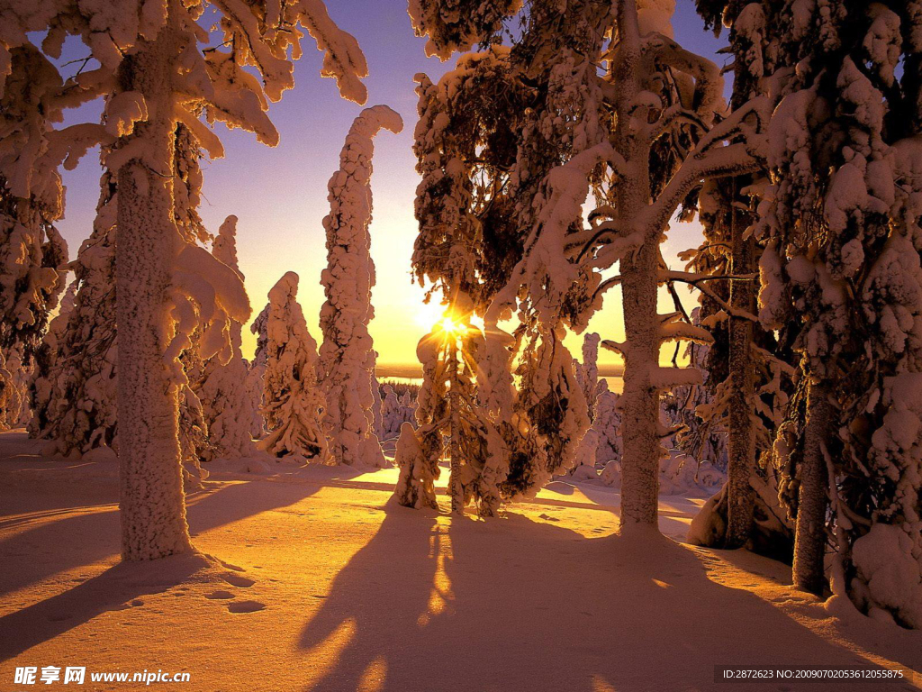自然风景 雪树 夕阳