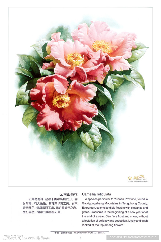 百花图之一