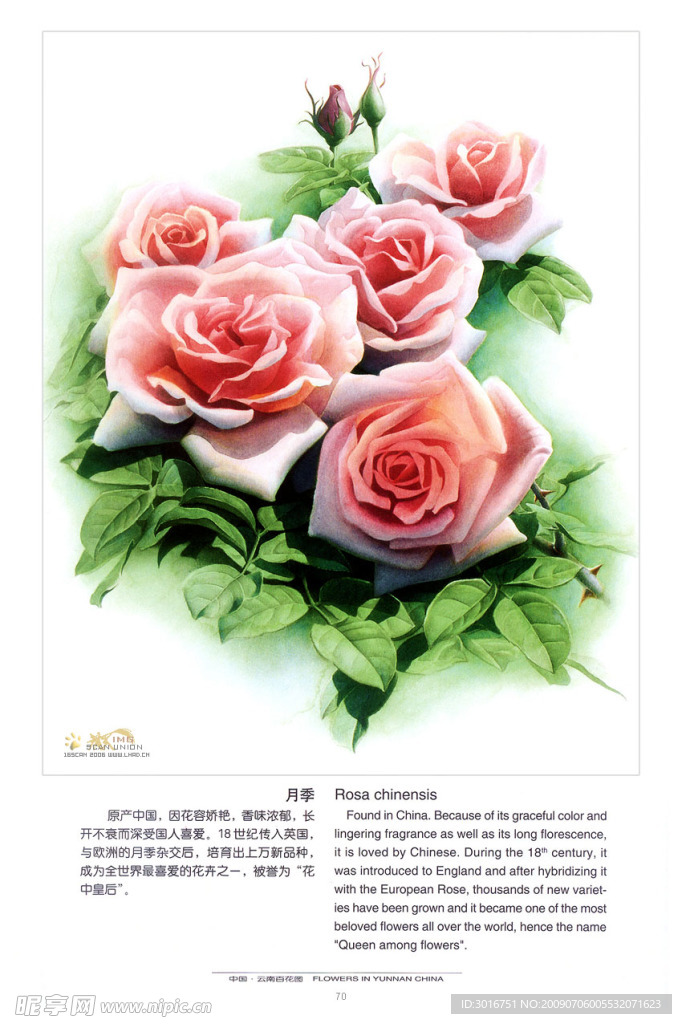 芍药
