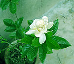 栀子花