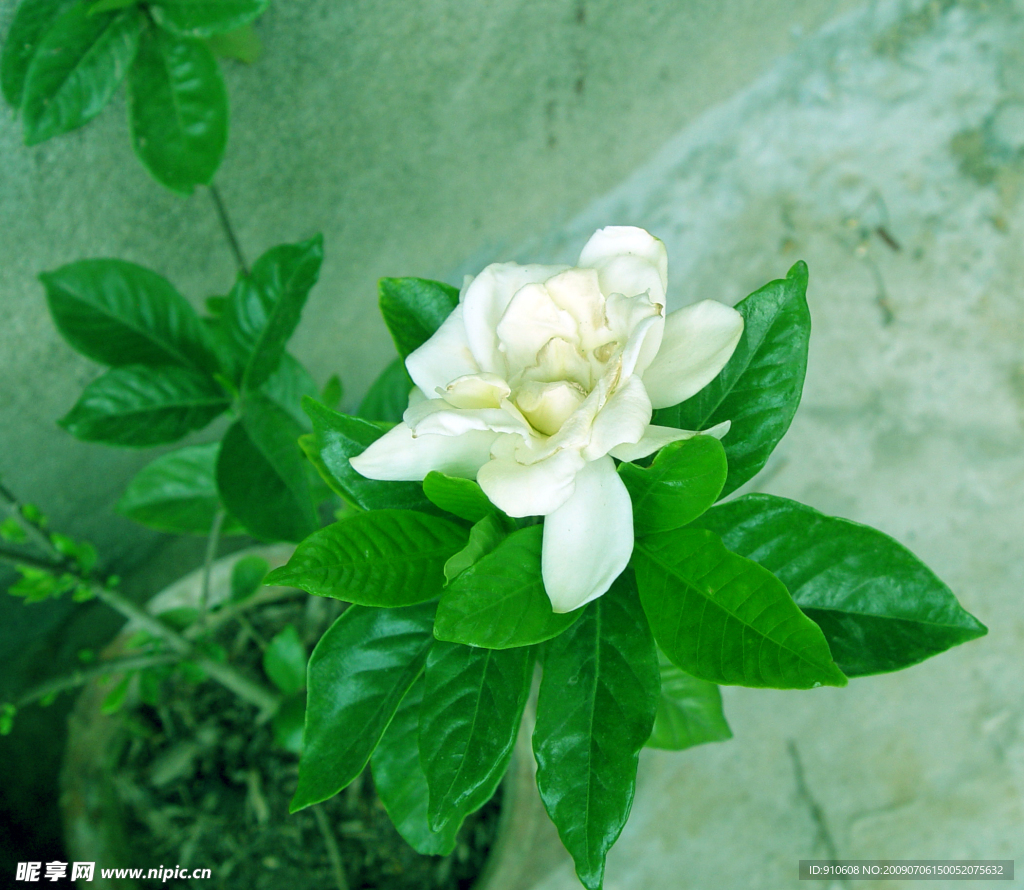 栀子花