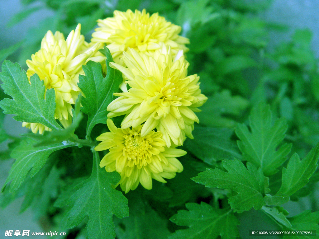 菊花