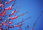 四季花木