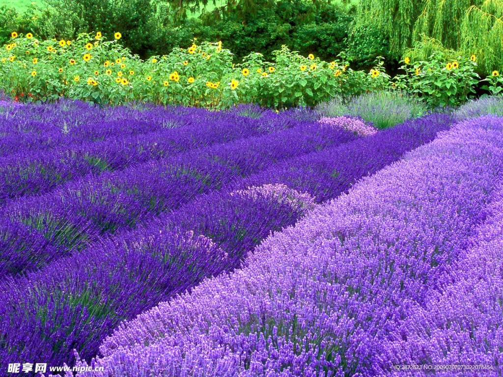 生物世界 花草 紫花园