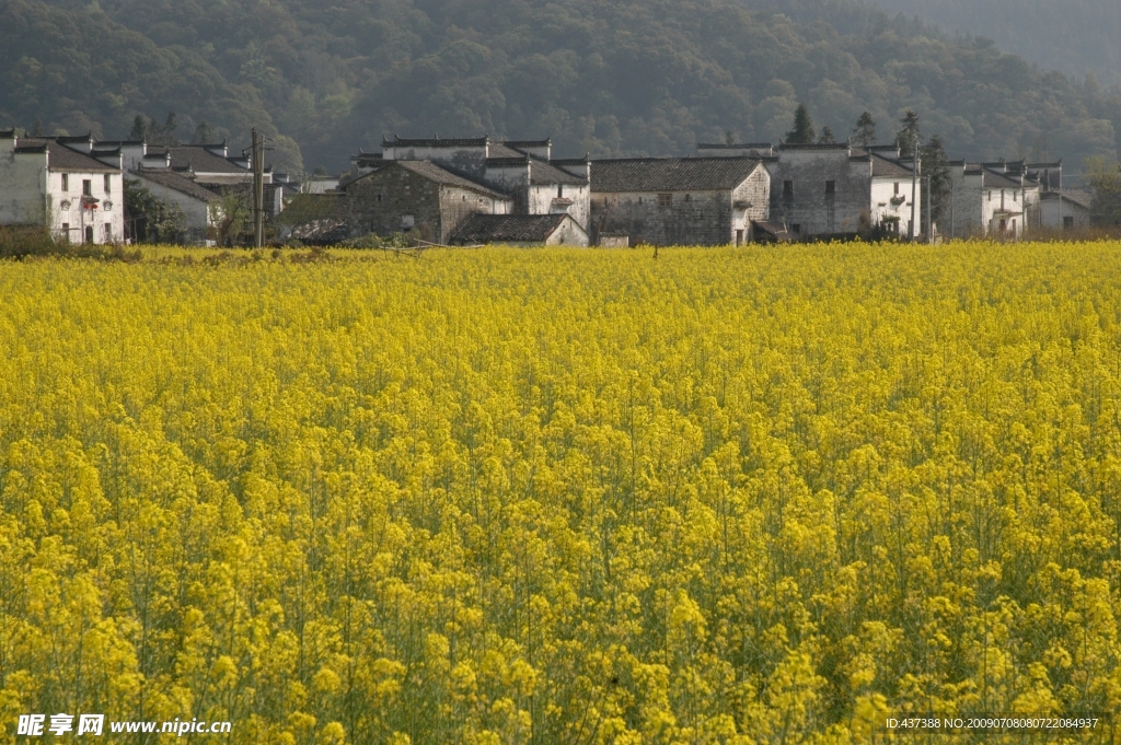 山间油菜花