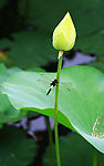 蜻蜓