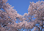 四季花木
