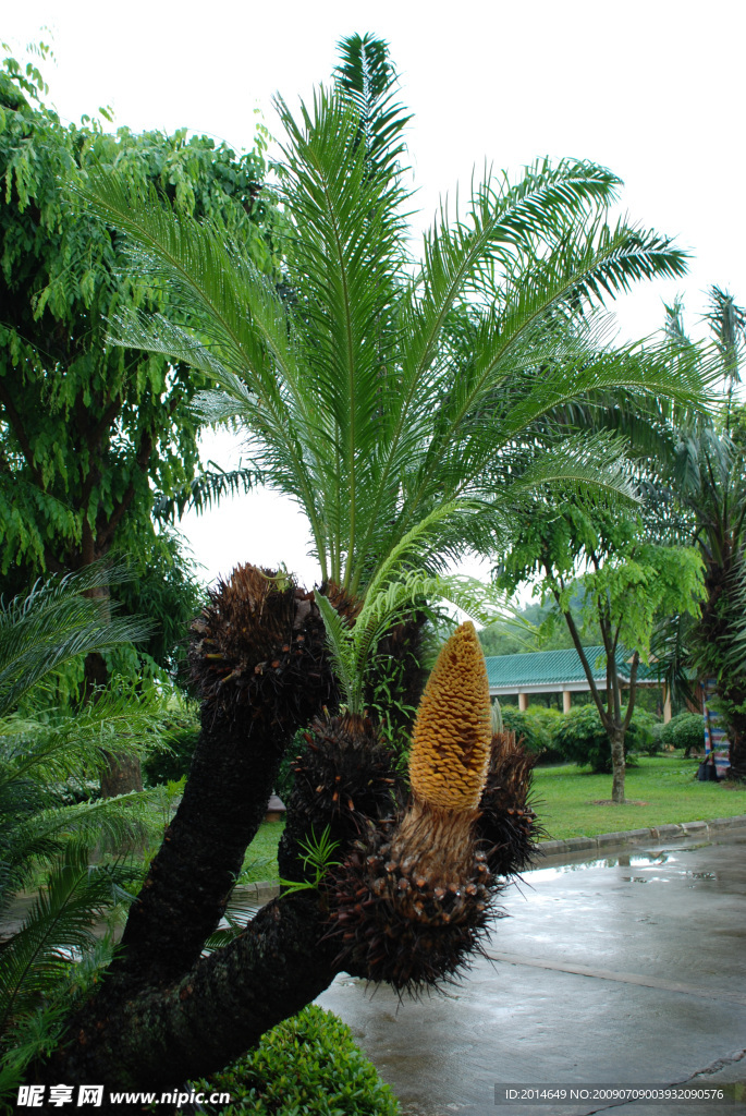热带植物