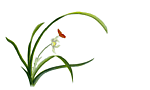 兰花