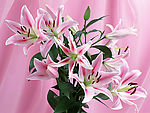 百合花