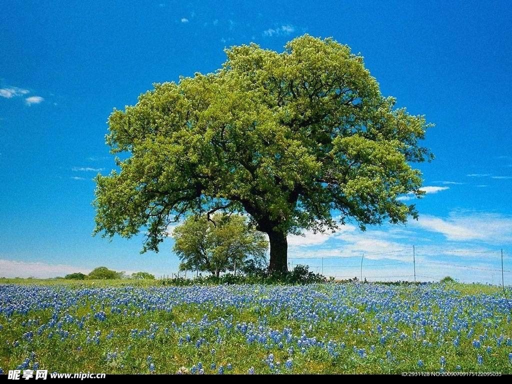 夏日景观