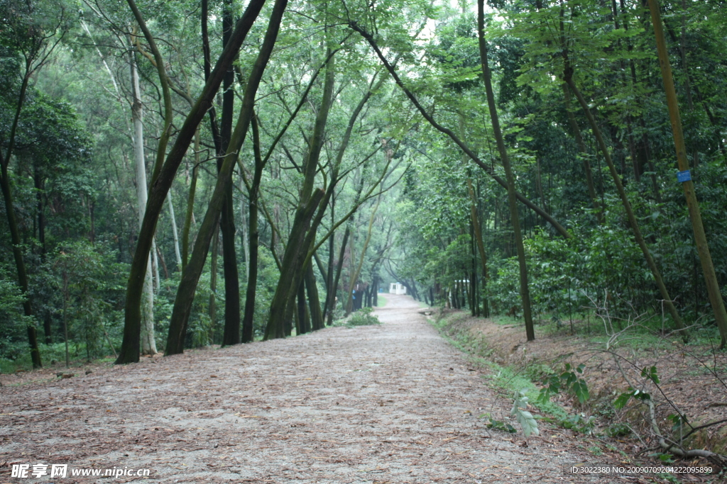 林间大道