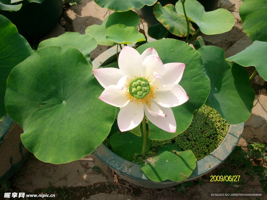 荷花1