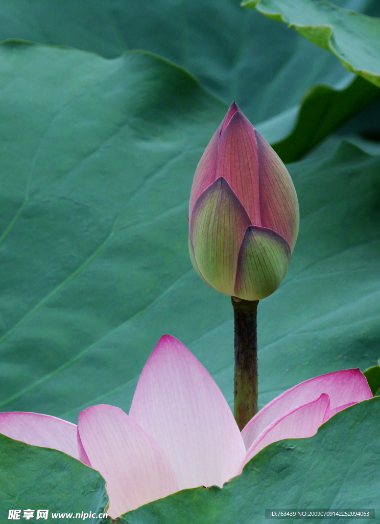 花与花蕾