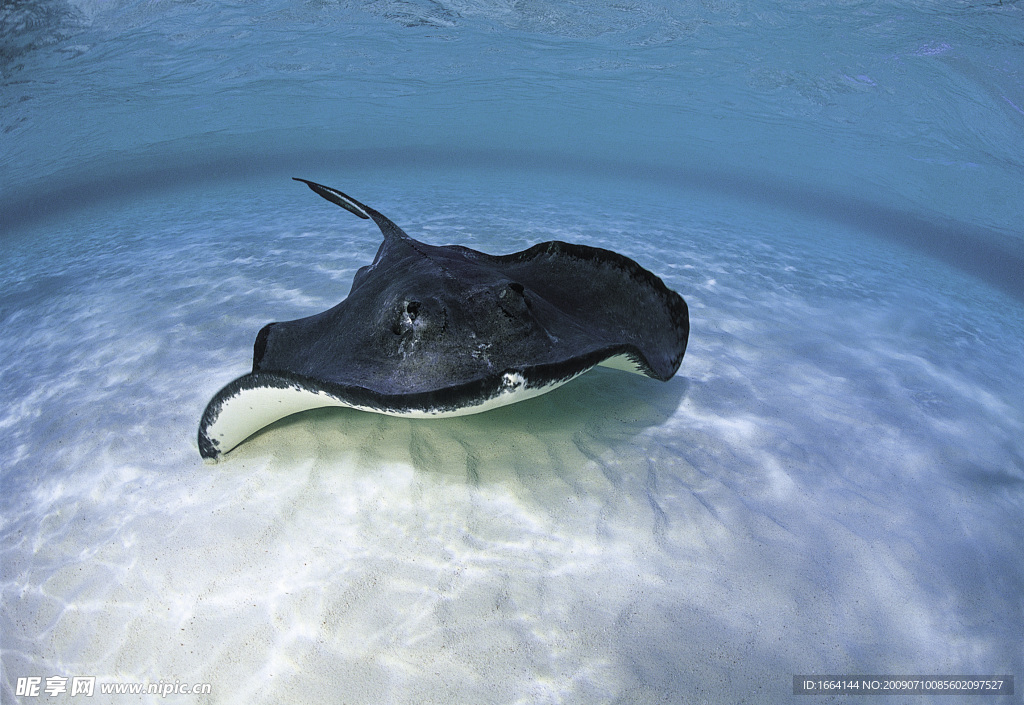 海洋生物