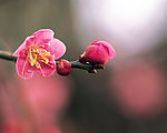 梅花
