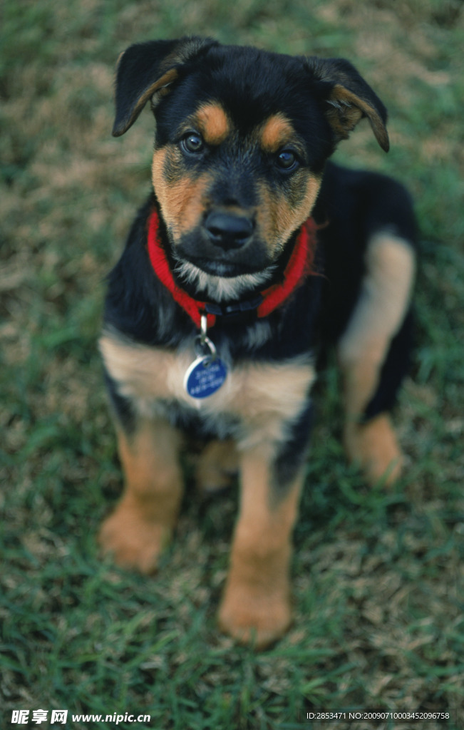 狗狗