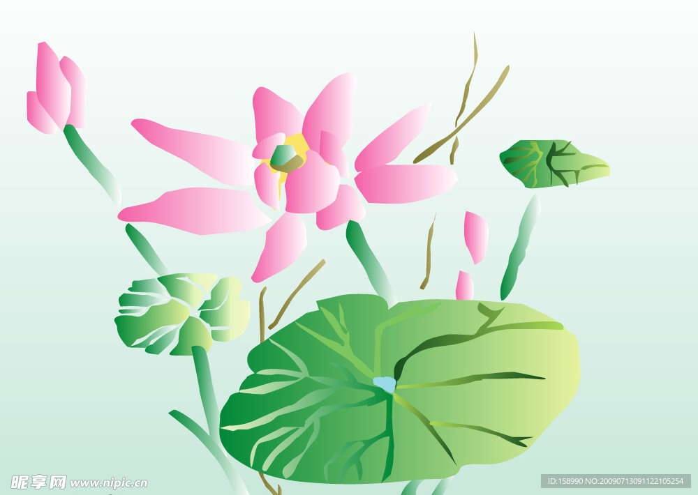 荷花  荷叶