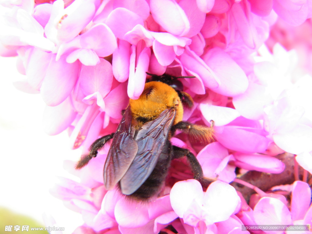 野蜂