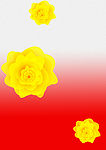 花图片