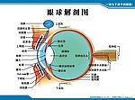 眼球解剖图