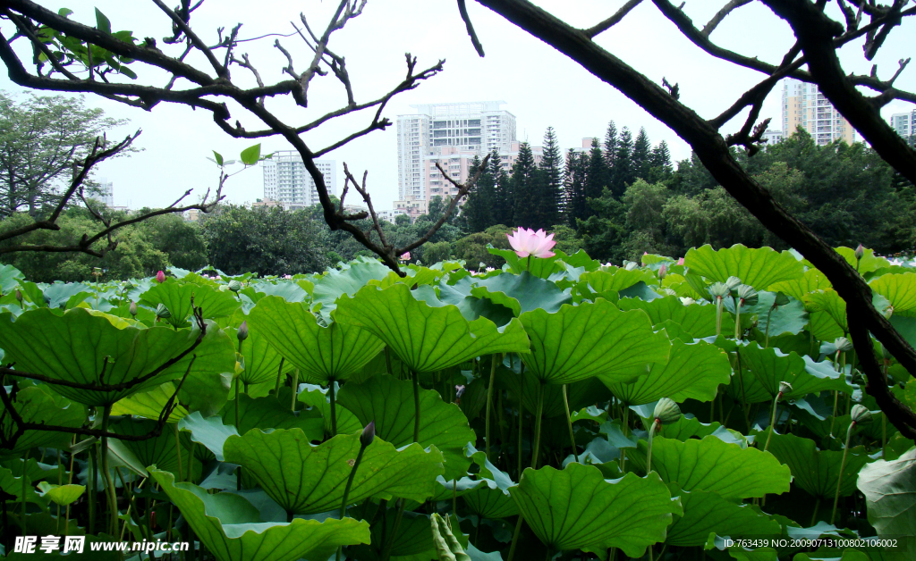 荷池景观