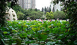 荷湖景象