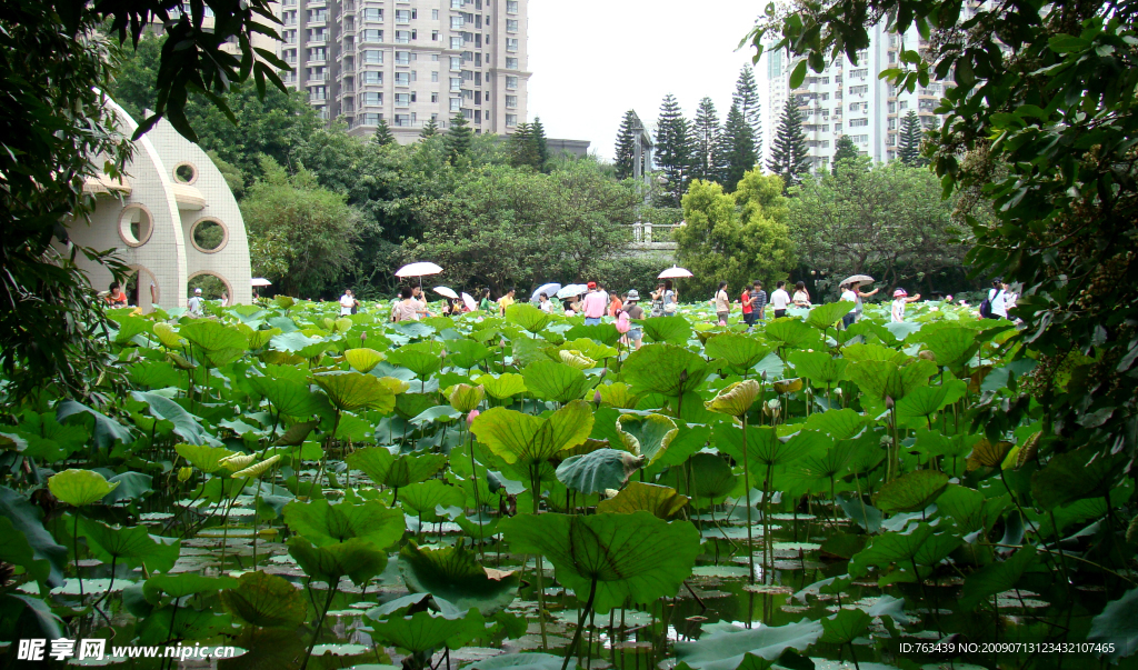荷湖景象