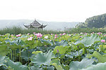 荷花 荷叶 池溏