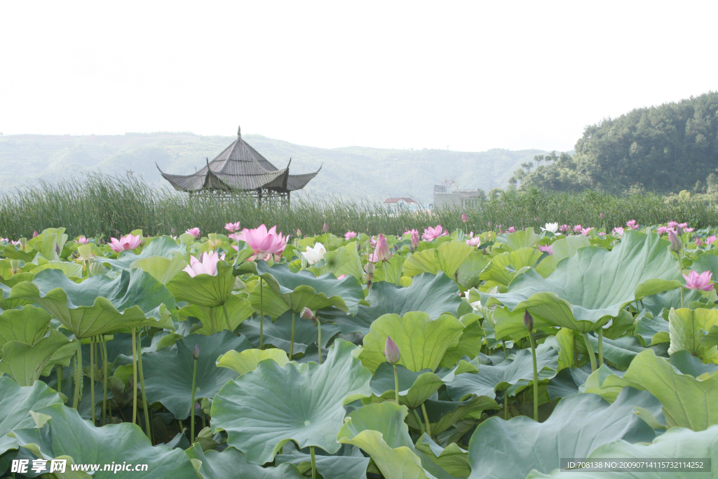 荷花 荷叶 池溏