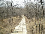 冬季林间小路