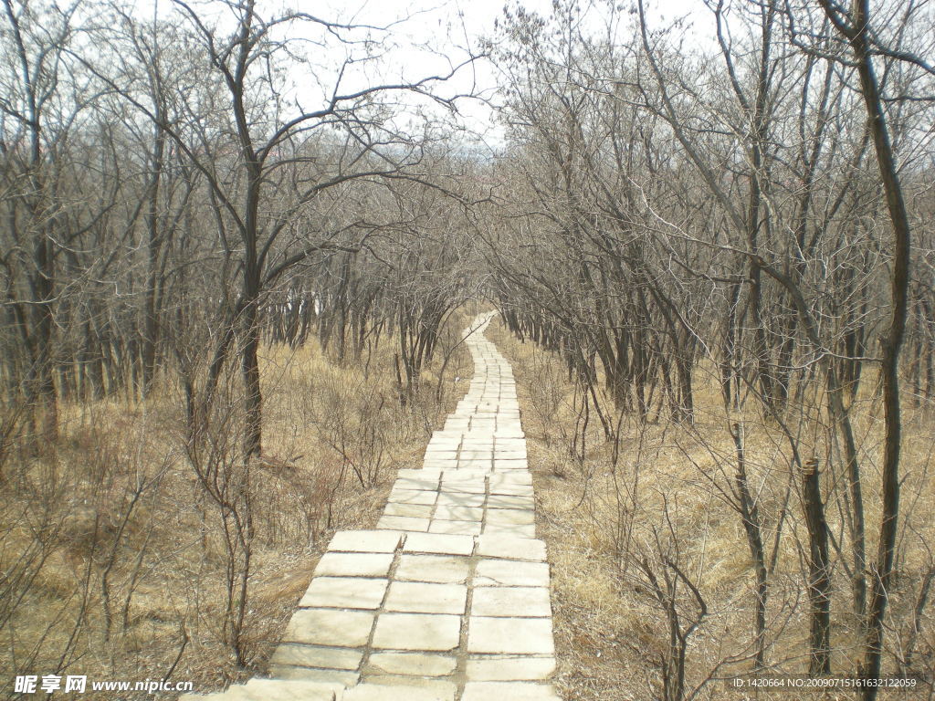 冬季林间小路