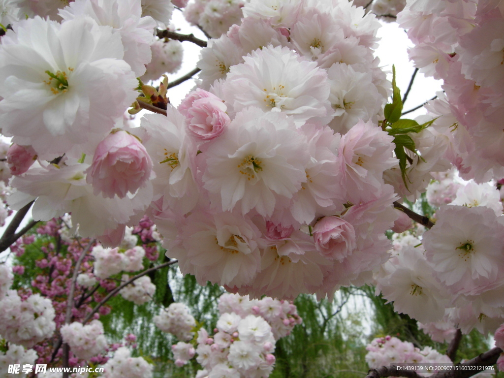 樱花