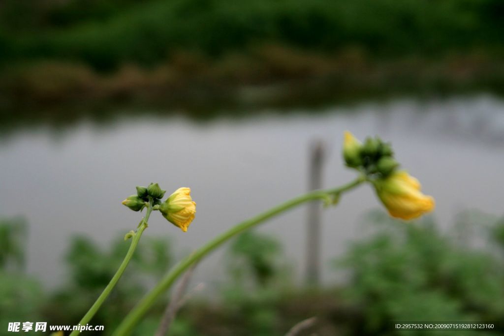 丝瓜花1