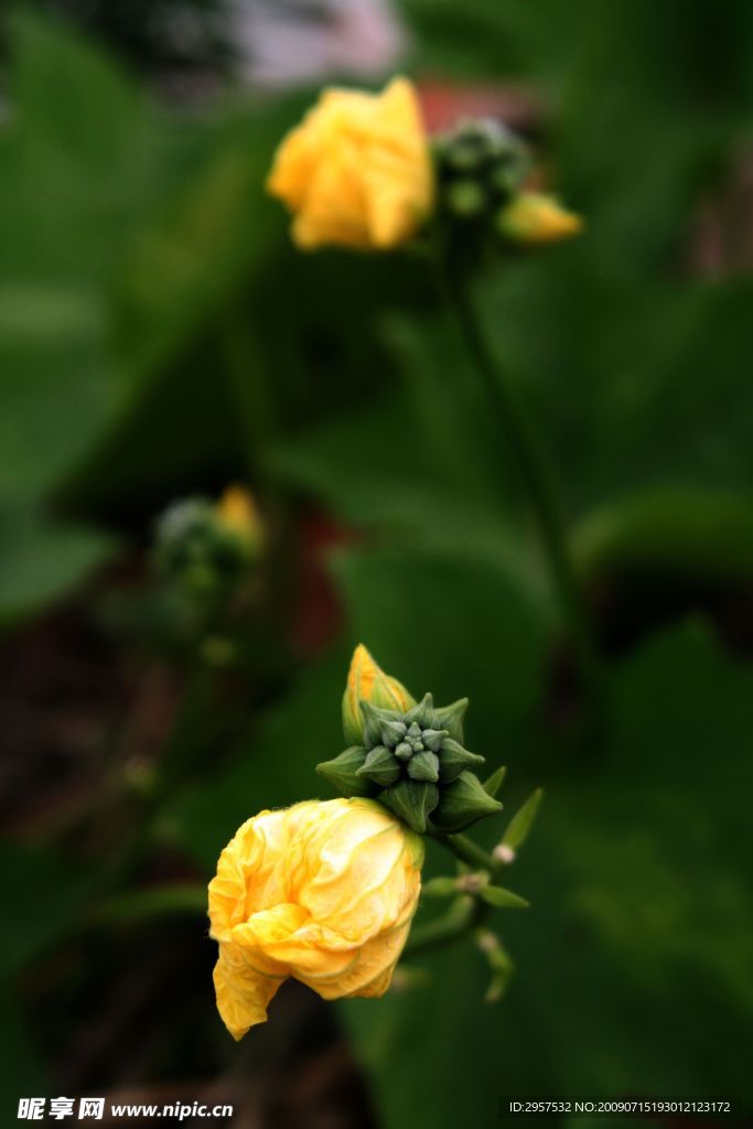 丝瓜花2