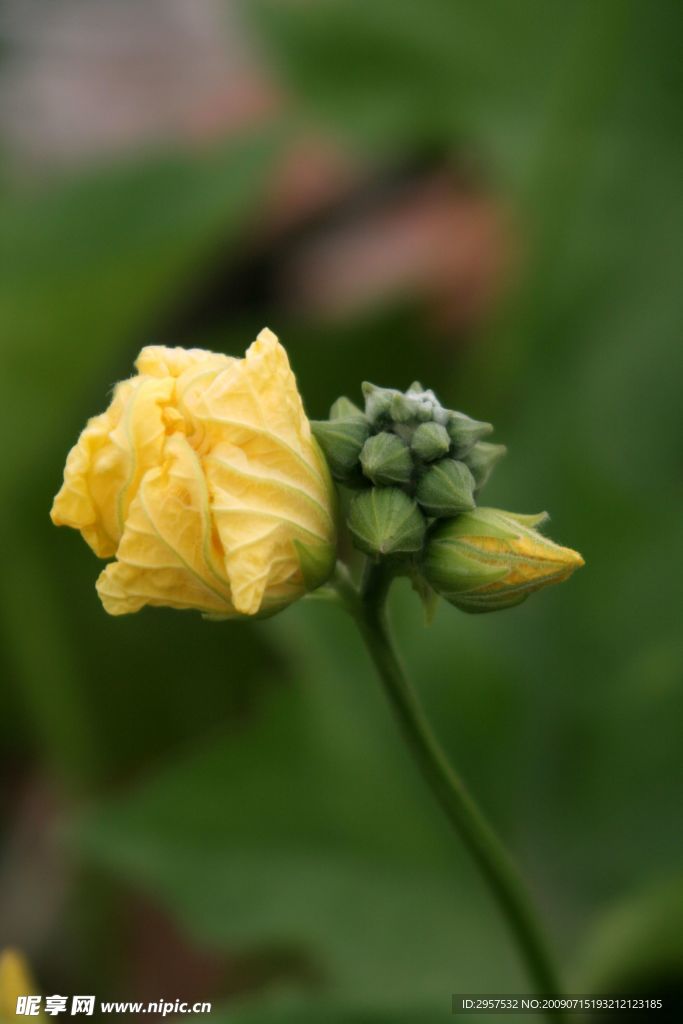 丝瓜花3