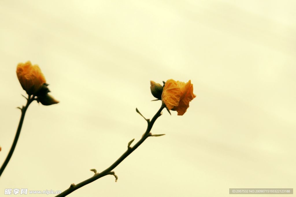 丝瓜花