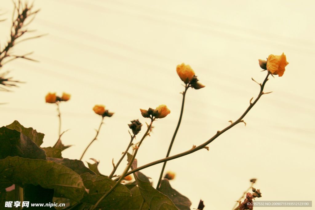 丝瓜花5
