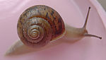 蜗牛 2