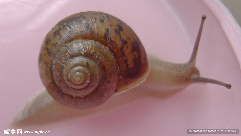 蜗牛 2