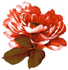 psd分层花卉
