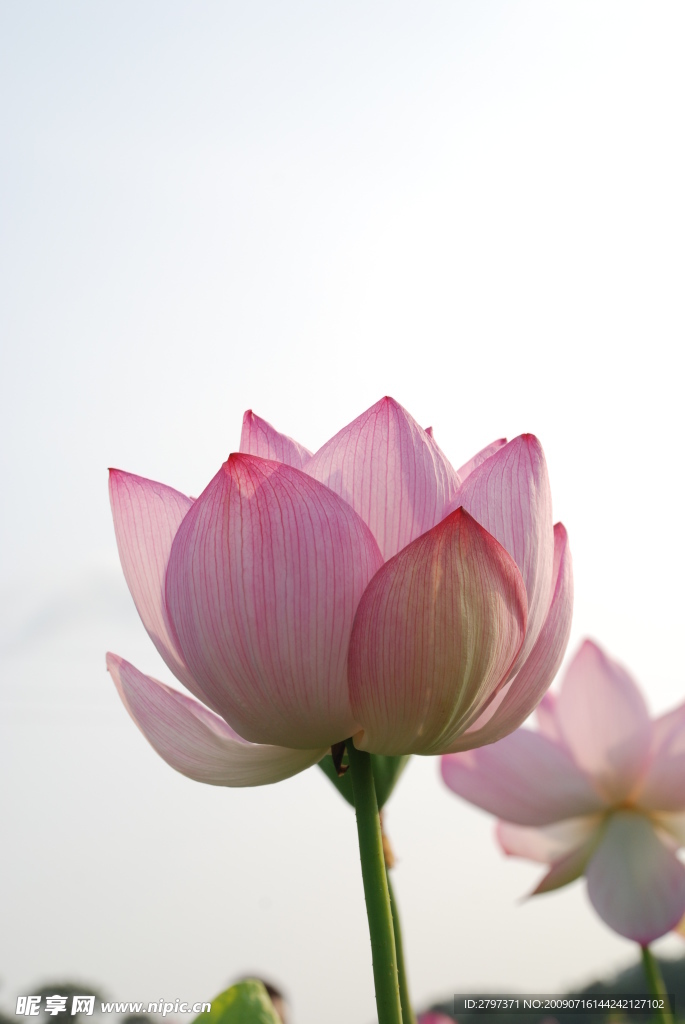 荷花
