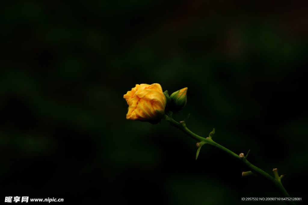丝瓜花7