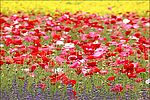 花丛