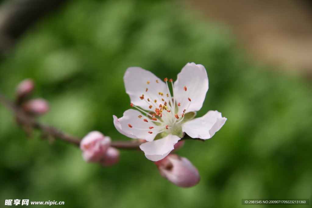 桃花