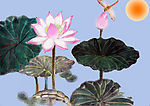 荷花