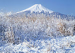 富士山雪景